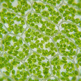 Quercetin