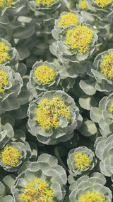 Rhodiola rosea