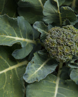 Vitamin B9