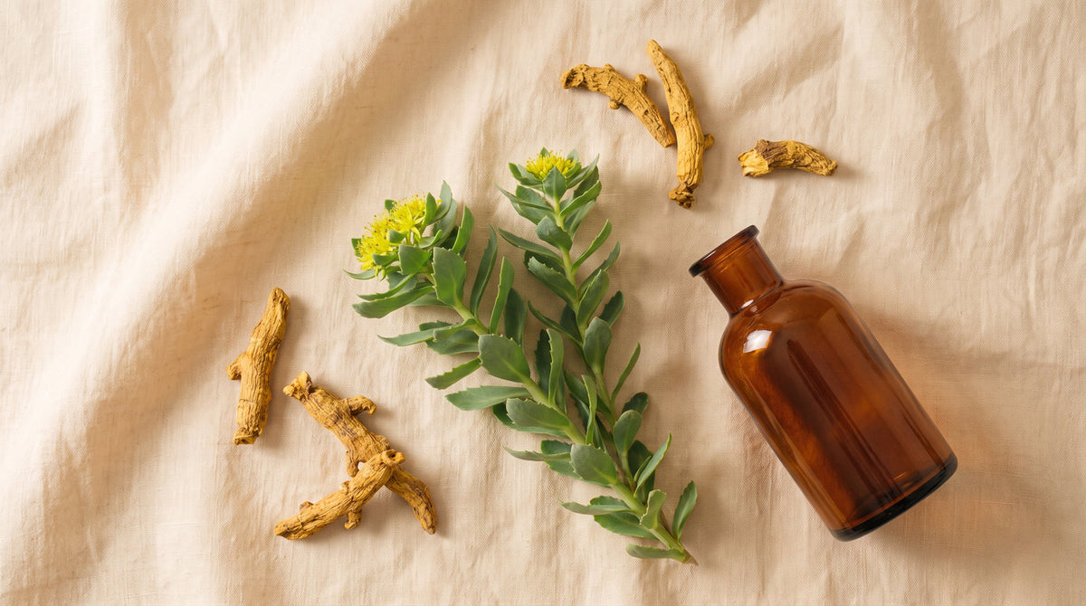 Rhodiola Rosea Pflanze mit getrockneter Wurzel und Braunglasflasche auf Leinen, Thema Rosenwurz Wirkung