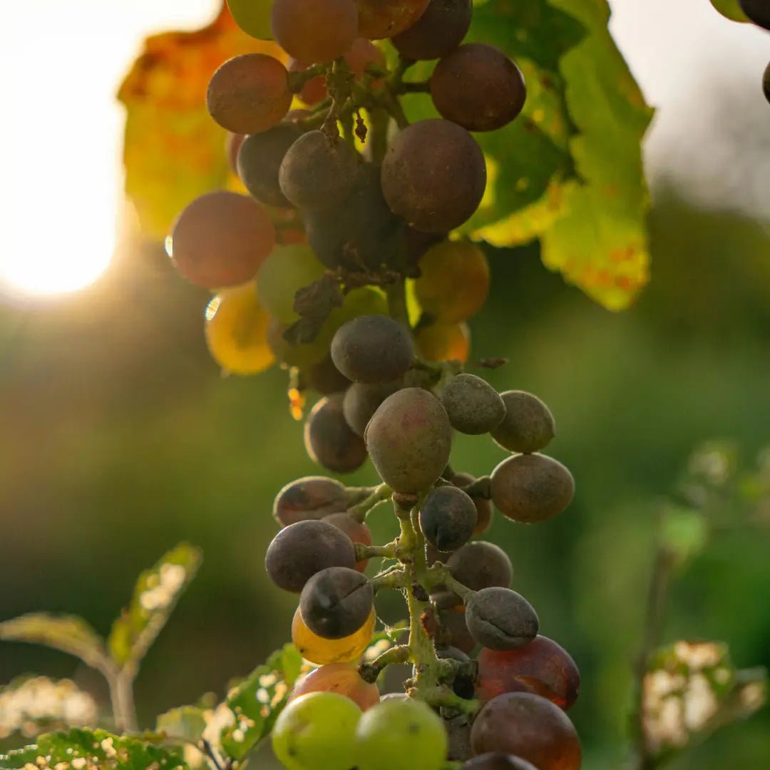 Resveratrol und Pterostilben: Wirkung auf Hormone und PCOS - Hormonic