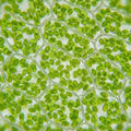 Quercetin